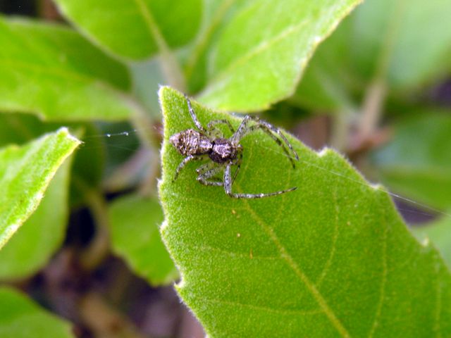 Tmarus sp.